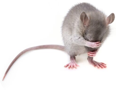 Rats. Good or bad?