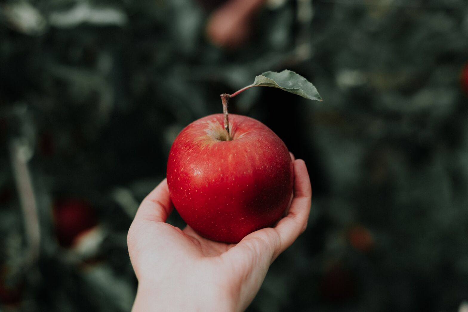 Red Apples. Good or bad?