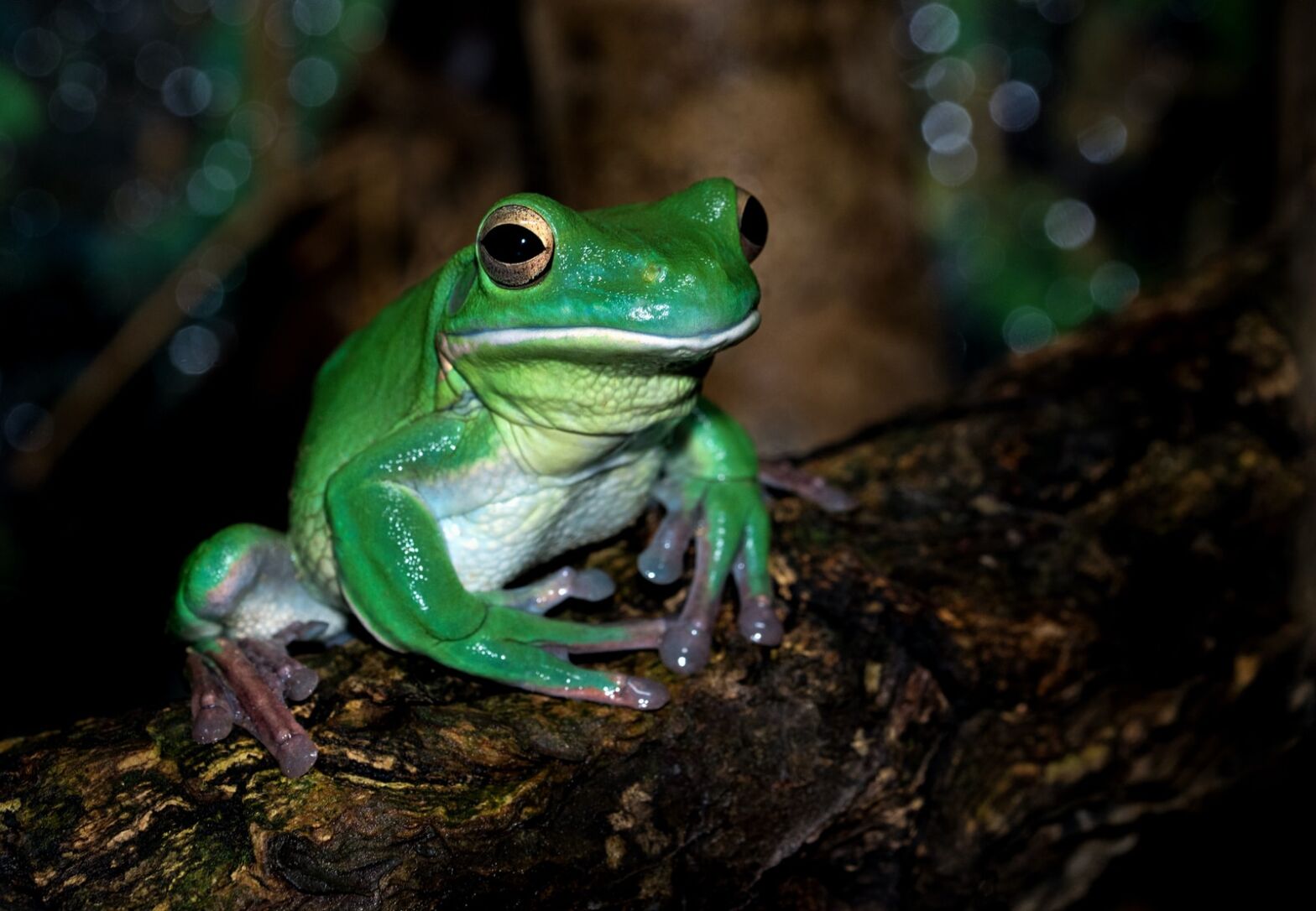Frogs. Good or bad?