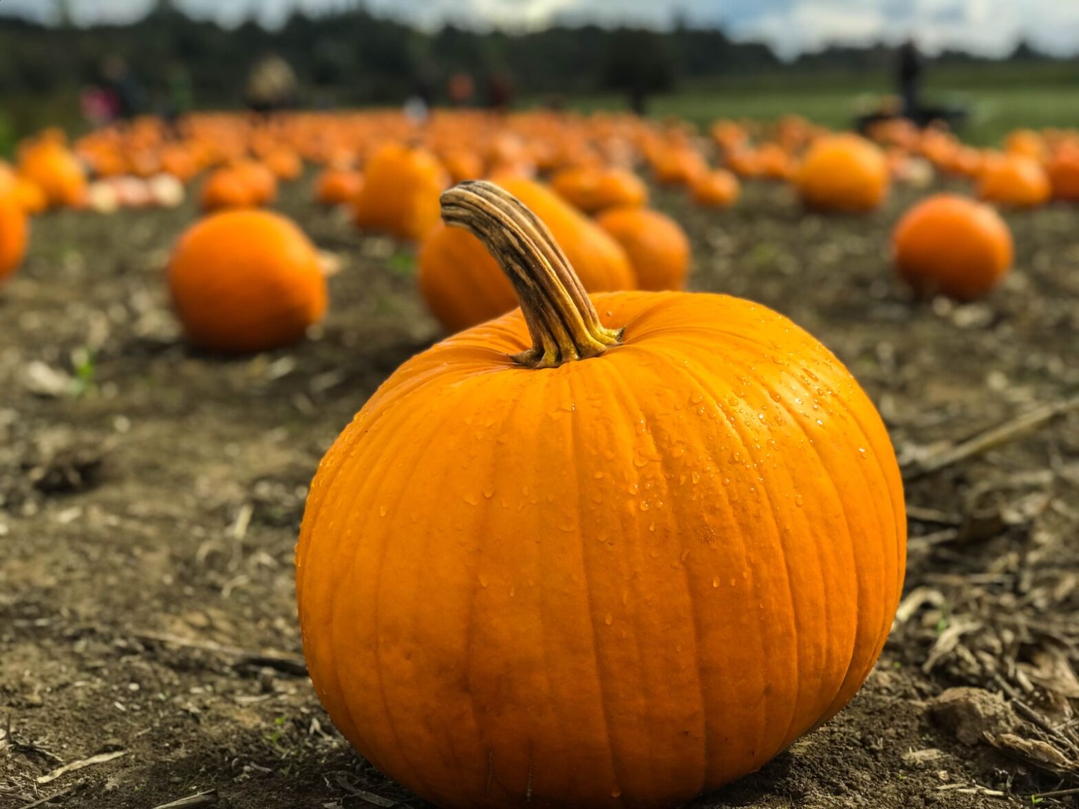 Pumpkins. Good or bad?